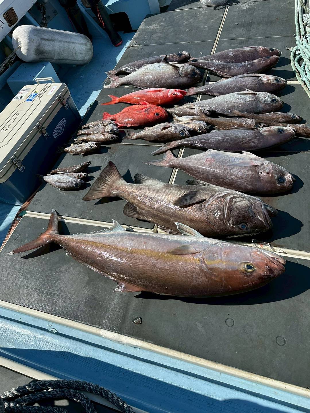 アコウ・キンメダイなどの釣果