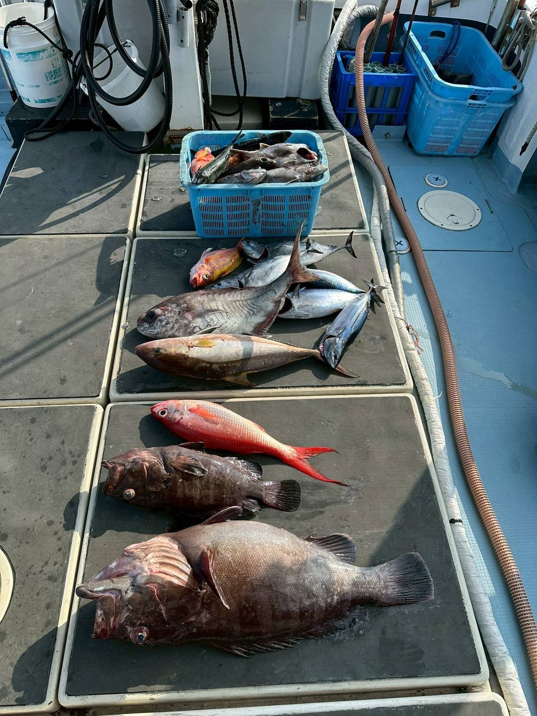 色とりどりの釣果